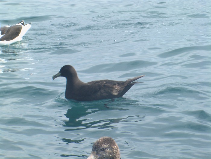 White-chinned Petrel